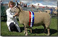 westmorland show small.jpg